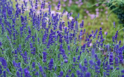 Spring Planting Guide: Best Plants for Indiana