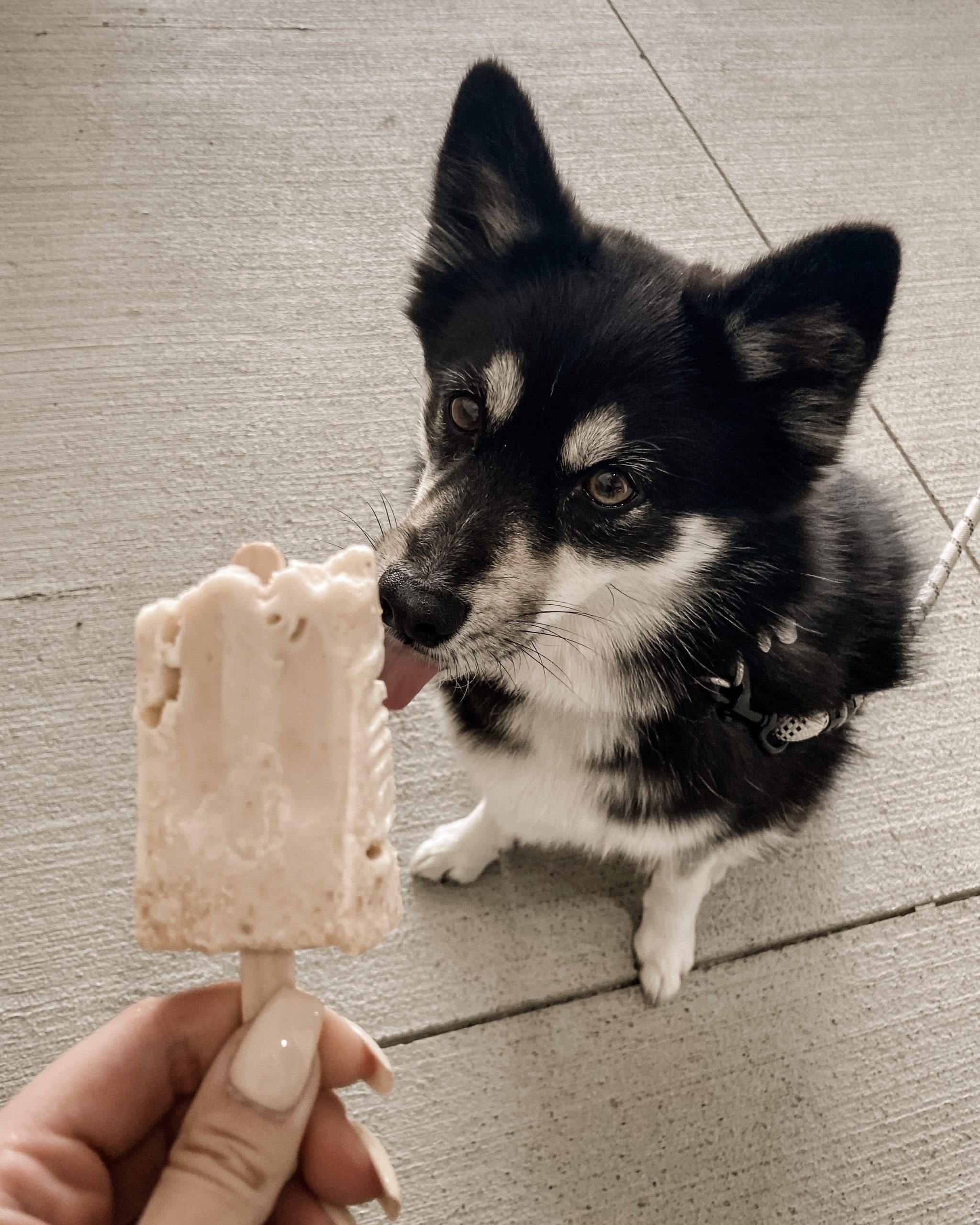 a dog licking a half eaten popsicle 