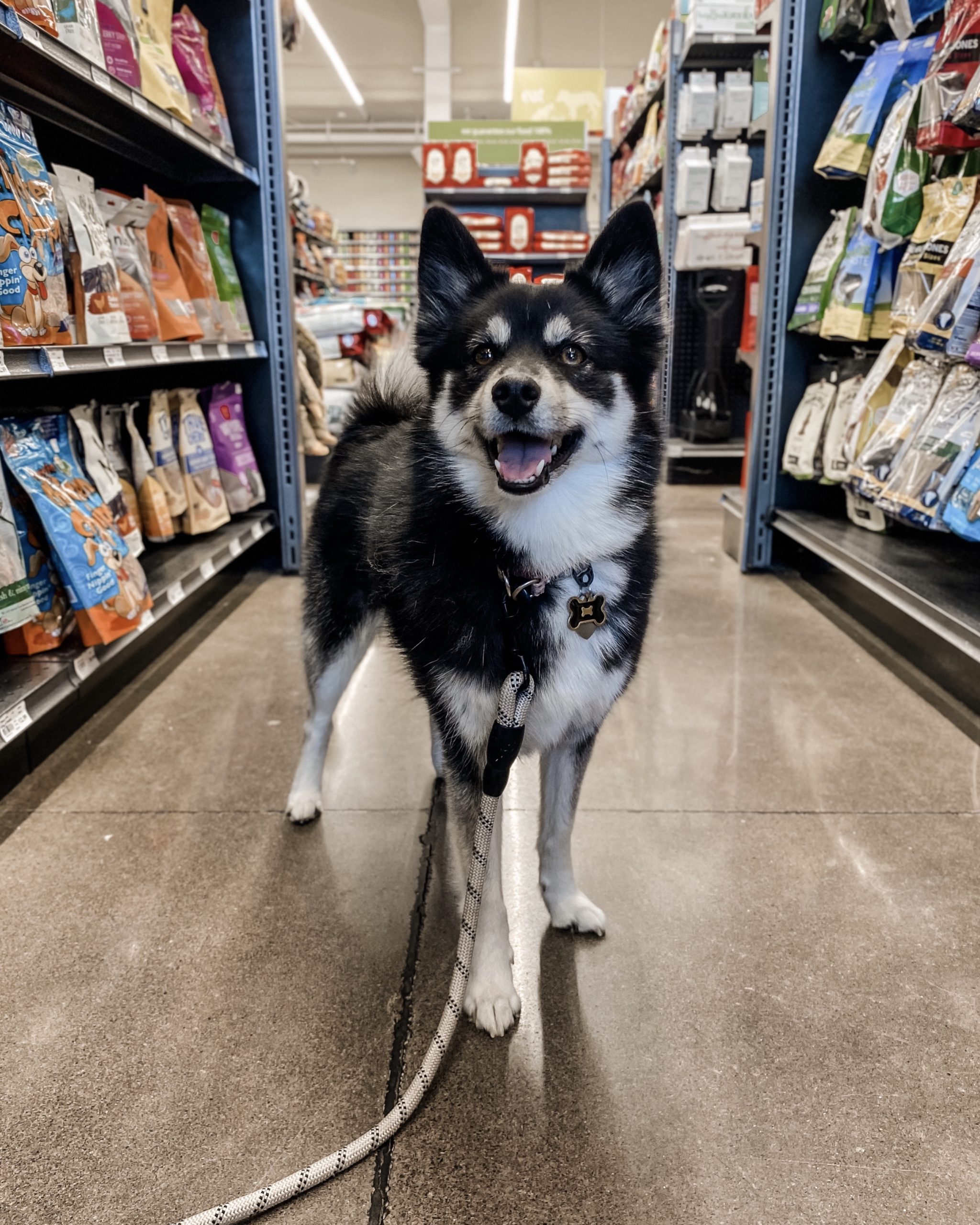 a dog standing in an aisle at a store