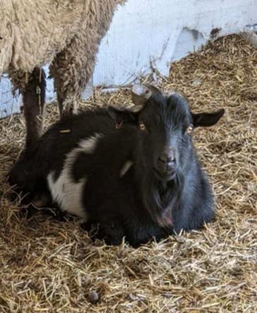 goat sitting on hay