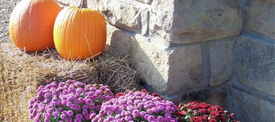 Fall Gardening Tips and Tricks