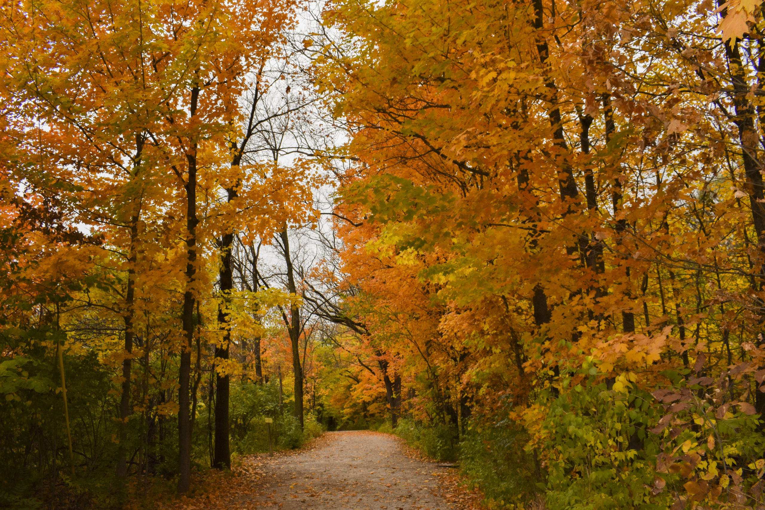 Sesquicentennial Trail Fall Foliage Tour