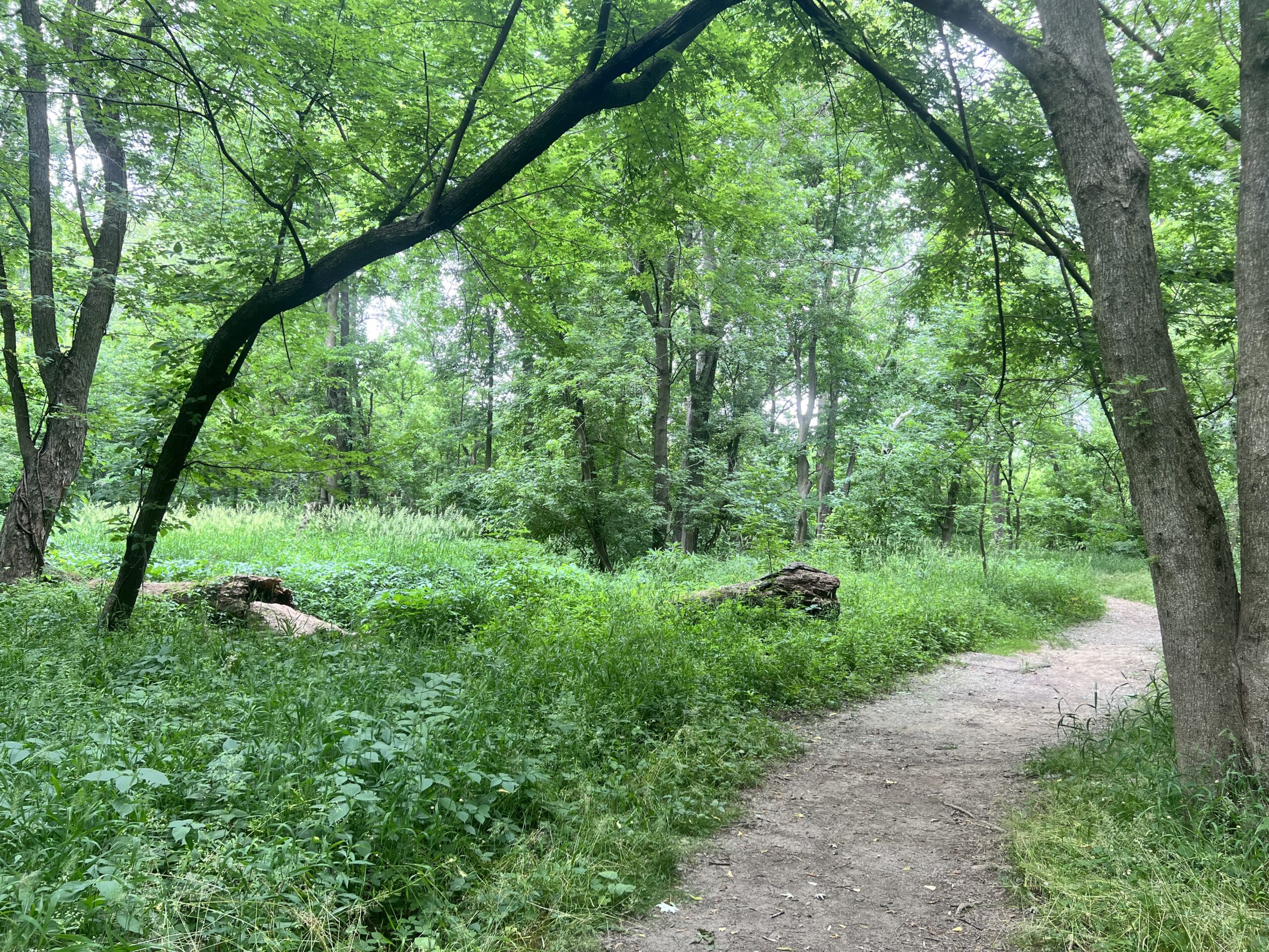 Riverside Woods trail path
