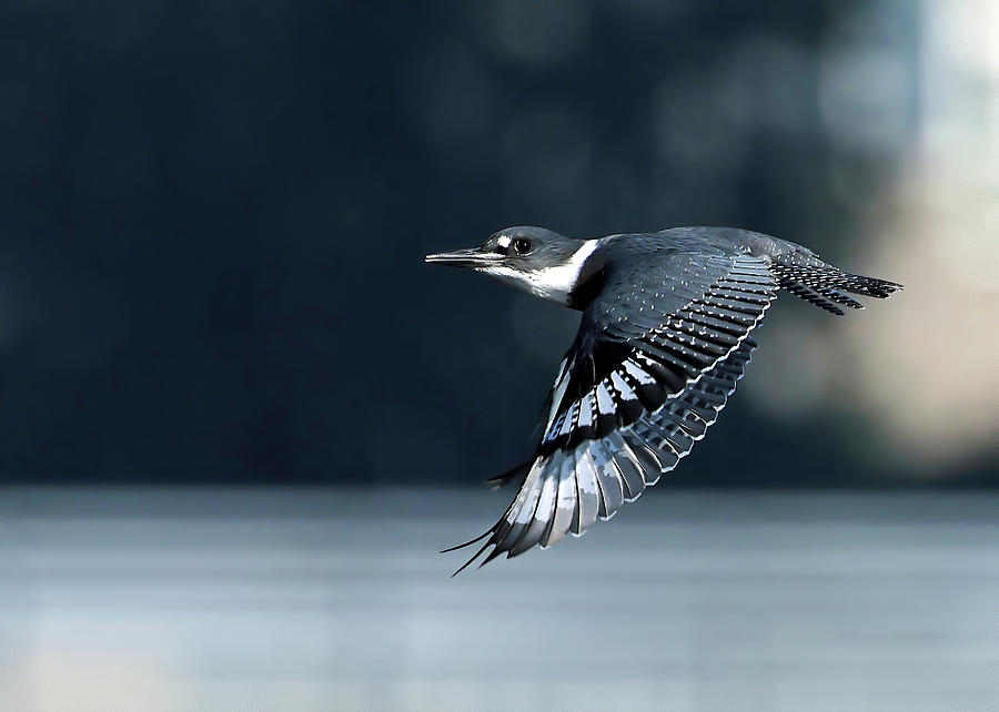 Belted kingfisher flying over water