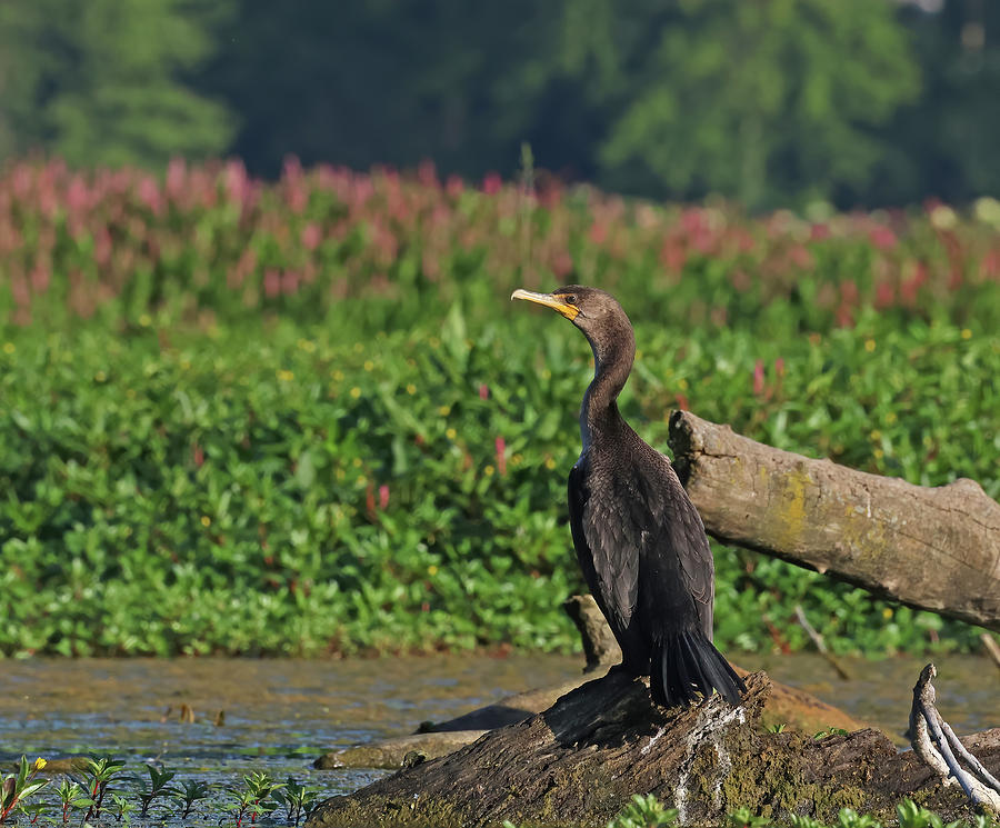 Double crested cormorant perched on an island