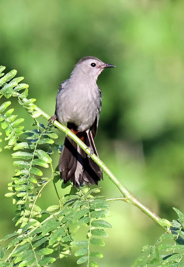 Gray catbird perched on a branch