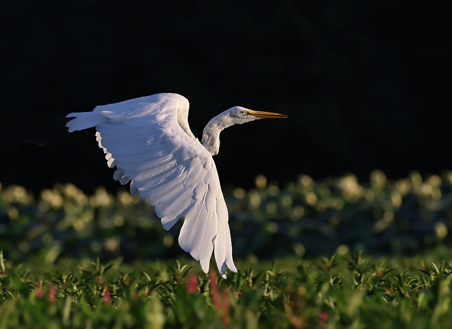 Great Egret flying